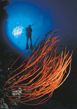 Diving in the Maldives