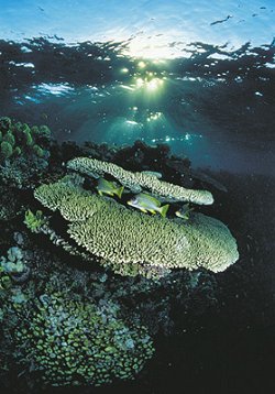 Paradiese under water
